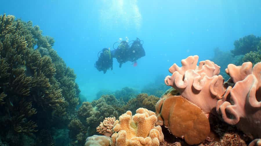 Cairns: Ocean Spirit Great Barrier Reef Full Day Tour - Who should book the Ocean Spirit tour?