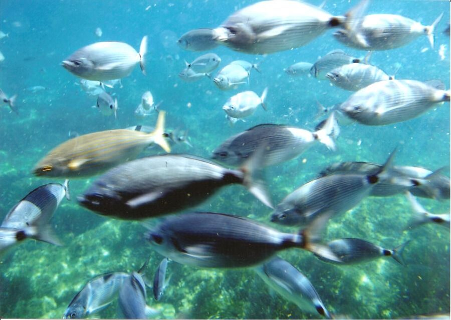 Cap Norfeu: Costa Brava Catamaran Trip with Underwater Views - What this Costa Brava boat trip is really like