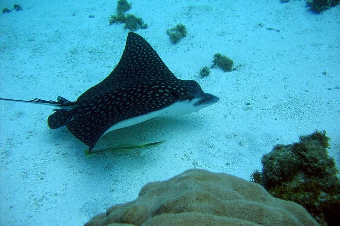 Catalina Island - Snorkeling tour on a luxury catamaran - The return route past Casa de Campo and up the Chavón River