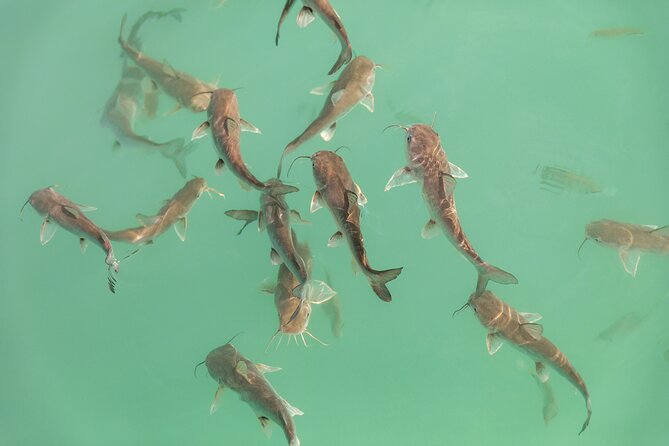 Catamaran Adventure: Sailing and Swimming in the Bacalar Lagoon - Practical details before you reserve