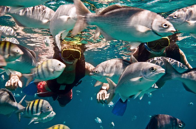 Catamaran and Snorkeling Cruise At Carlisle Bay - Price, group size, and overall value