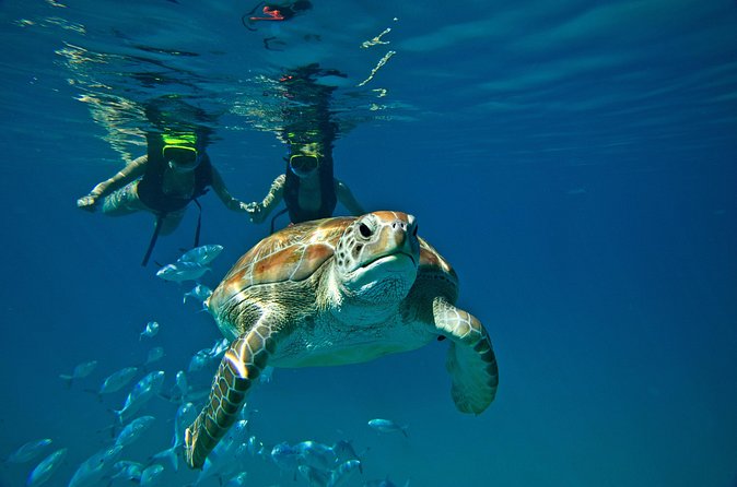 Catamaran and Snorkeling Cruise At Carlisle Bay - Who should book this catamaran cruise