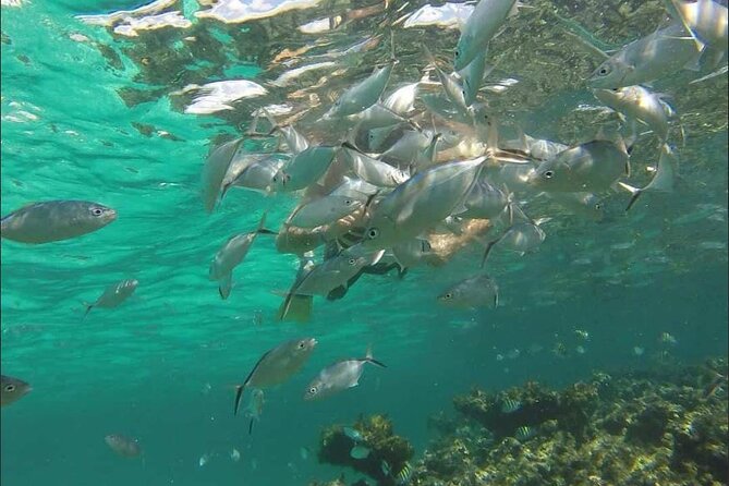Catamaran and Snorkeling Party with Drink Included in Punta Cana - Pickup, timing, and the extra transportation fee