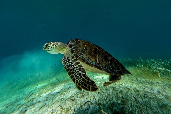 Catamaran Cruise in Riviera Maya With Snorkeling & Beach Club - The Maroma Beach Club stop