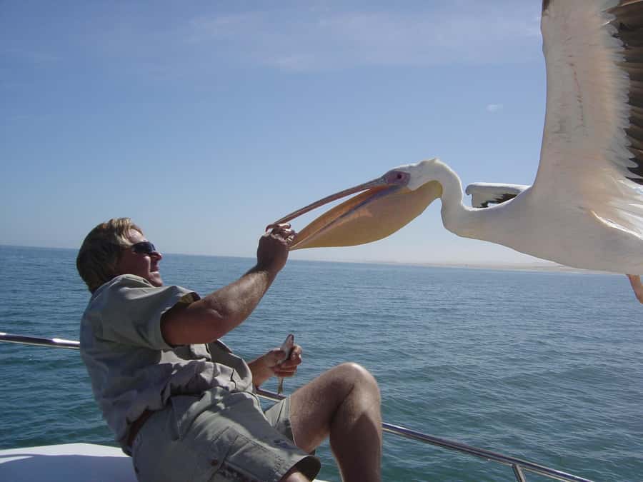 Catamaran Dolphin Cruise and Sandwich Harbour Tour - From Swakopmund waterfront to Pelican Point