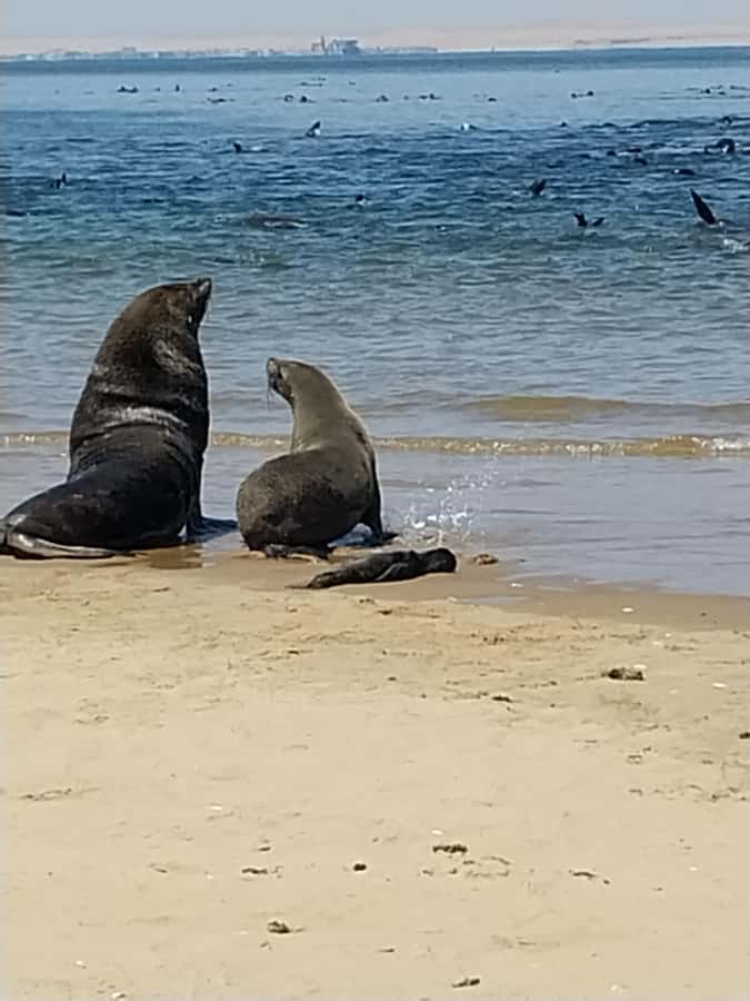Catamaran Dolphin Cruise and Sandwich Harbour Tour - Who should book this combined tour