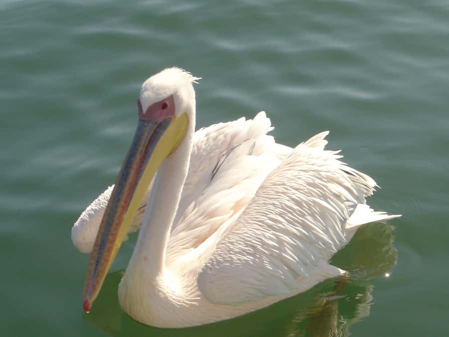 Catamaran Dolphin Cruise and Sandwich Harbour Tour - The Walvis Bay lagoon and salt lakes