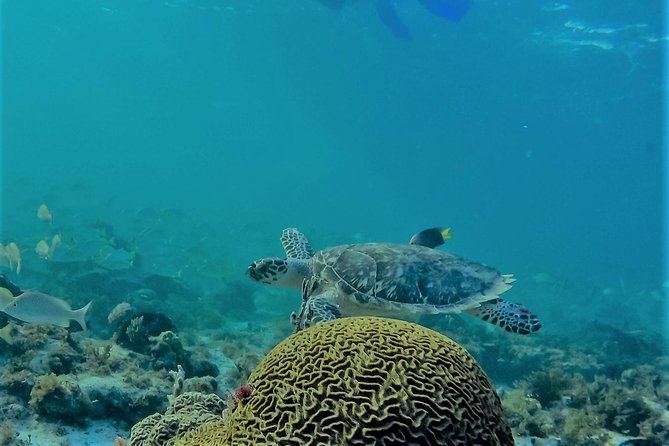 Catamaran Group Sightseeing, Snorkeling Tour Isla Mujeres - Free time on Isla Mujeres and the Punta Sur option