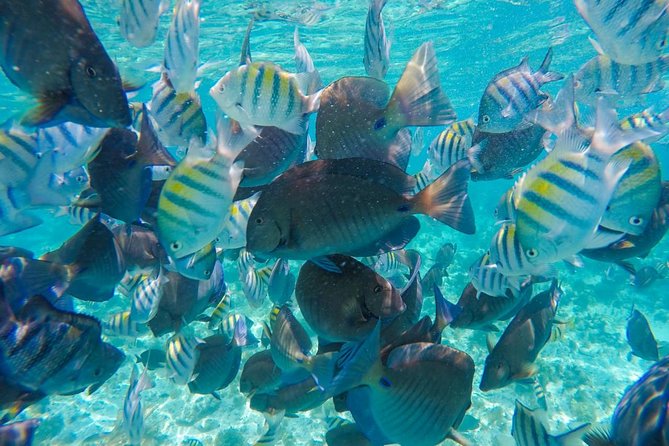 Catamaran Group Sightseeing, Snorkeling Tour Isla Mujeres - What the $79 price really buys