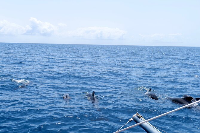 Catamaran Half Day - Beautiful day on the Atlantic Ocean - Who will enjoy this catamaran trip?