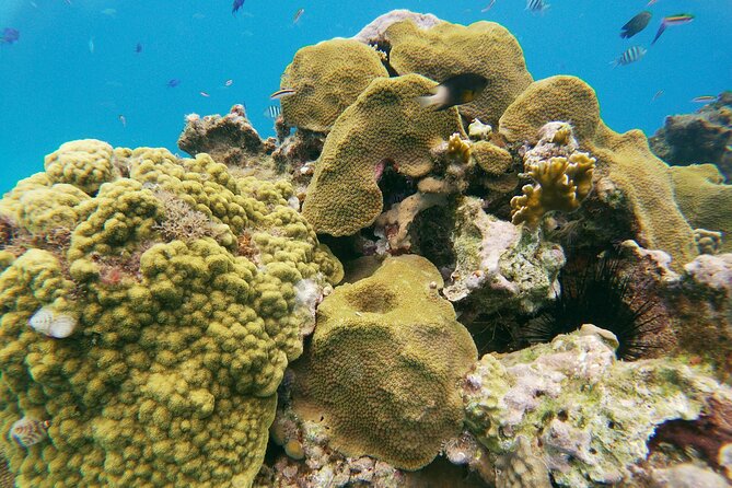 Catamaran Party Cruise with Snorkeling & BBQ - The second reef and water activities