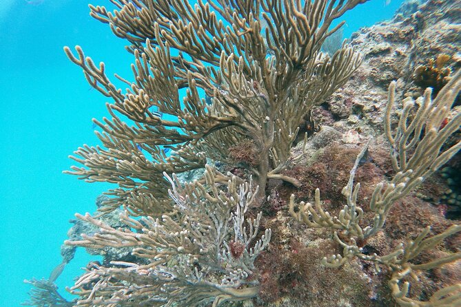 Catamaran Party Cruise with Snorkeling & BBQ - BBQ lunch, drinks, and the party atmosphere