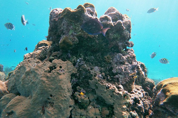 Catamaran Party Cruise with Snorkeling & BBQ - The ride back and the real time commitment