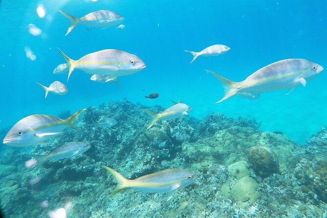 Catamaran Party Cruise with Snorkeling & BBQ - Who will enjoy this cruise most