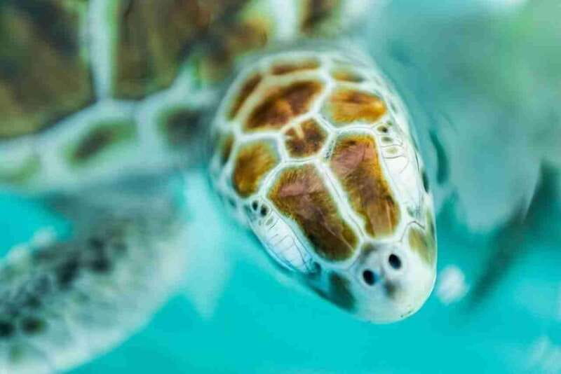 Catamaran party Isla Mujeres with drinks & lunch - Transfers, timing, and the real cost