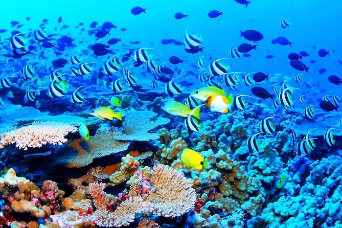 Catamaran Sail and Snorkeling Tour with Open Bar in Puerto Morelos - Lunch at the marina, with an important detail