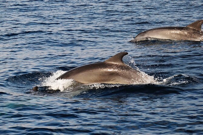 Catamaran Sailing Experience Manilva Tapas Drink Dolphins Swim Stop - Homemade tapas and one welcome drink