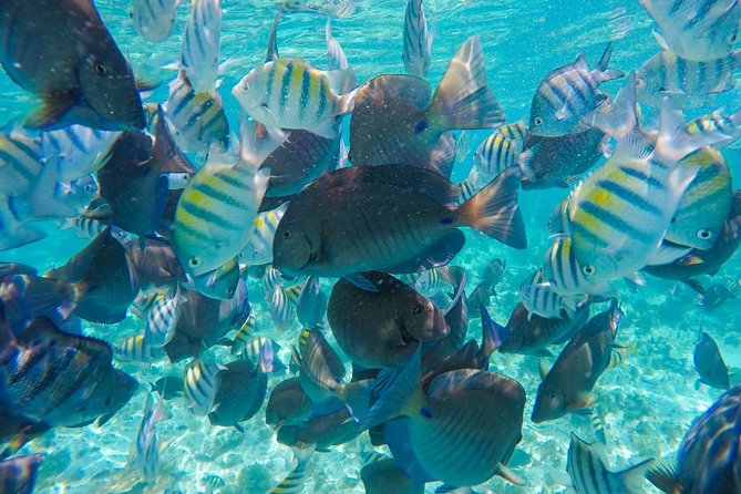 Catamaran Sailing Experience & Snorkeling Tour to Isla Mujeres - Snorkeling near El Meco and the underwater museum