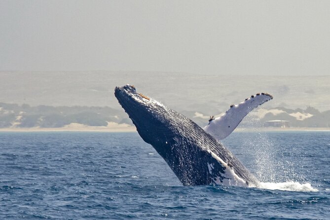 Catamaran Sailing Tour or Whale Watching at Boa Vista - A quiet start from Praia do Estoril