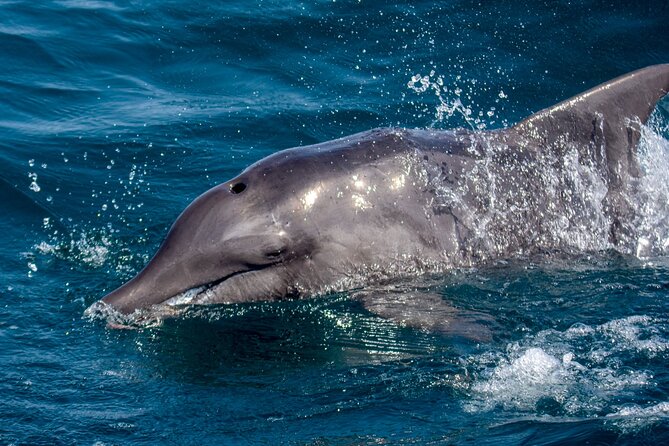 Catamaran Sailing Tour or Whale Watching at Boa Vista - Winter whale watching with a respectful approach