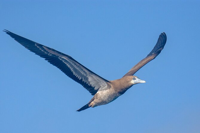 Catamaran Sailing Tour or Whale Watching at Boa Vista - Why the limited group size changes the experience