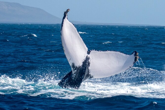 Catamaran Sailing Tour or Whale Watching at Boa Vista - Practical value at $84.92 per person