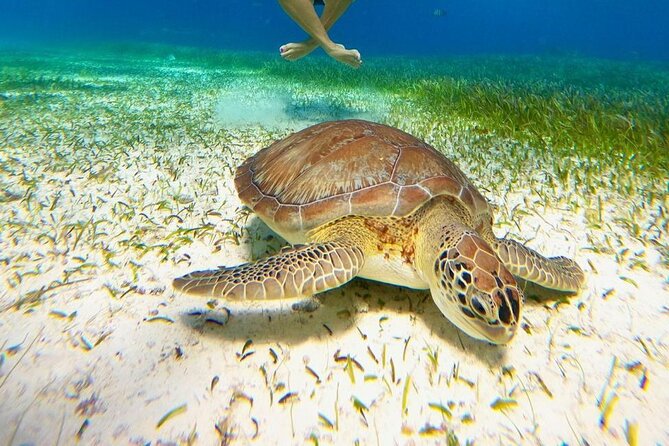 Catamaran Sky Tour in Cozumel - Key points at a glance