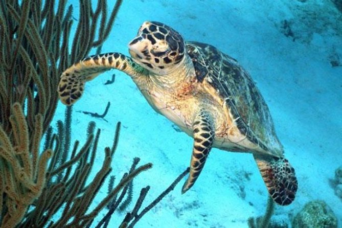 Catamaran Snorkel & BBQ Sail (cruise friendly) - A smart four-hour plan for a Bonaire port day