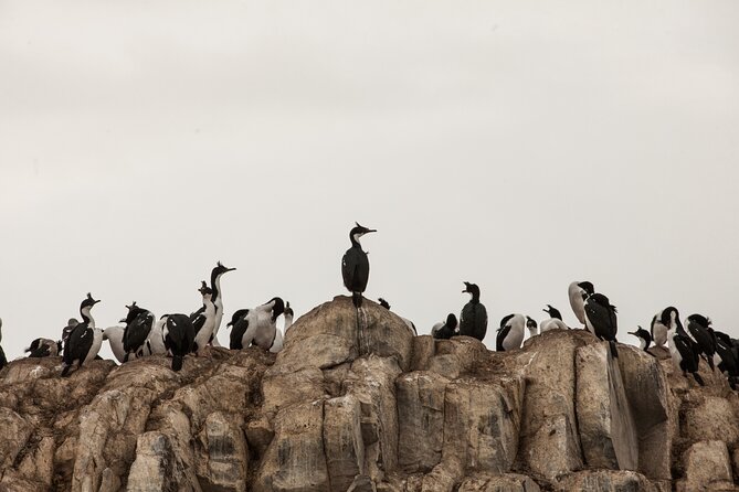 Catamaran Tour through the Beagle Channel and Penguins in Isla Martillo - Sea lions at Isla de los Lobos