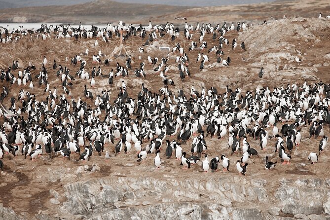 Catamaran Tour through the Beagle Channel and Penguins in Isla Martillo - The port check-in needs more attention