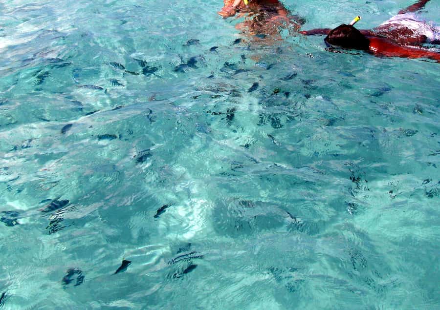 Catamaran Trip to Ile au Cerfs with Lunch and GRSE waterfall - Who should book this day?