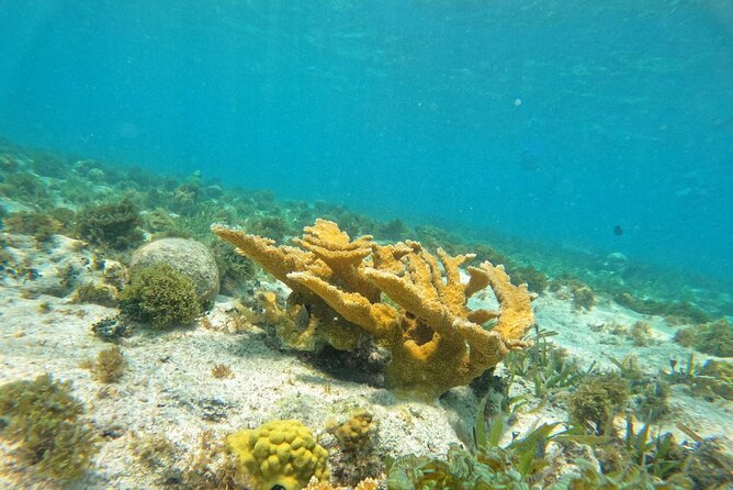 Catamaran with Snorkeling and North Beach, Isla Mujeres - Snorkeling at Arrecife El Meco