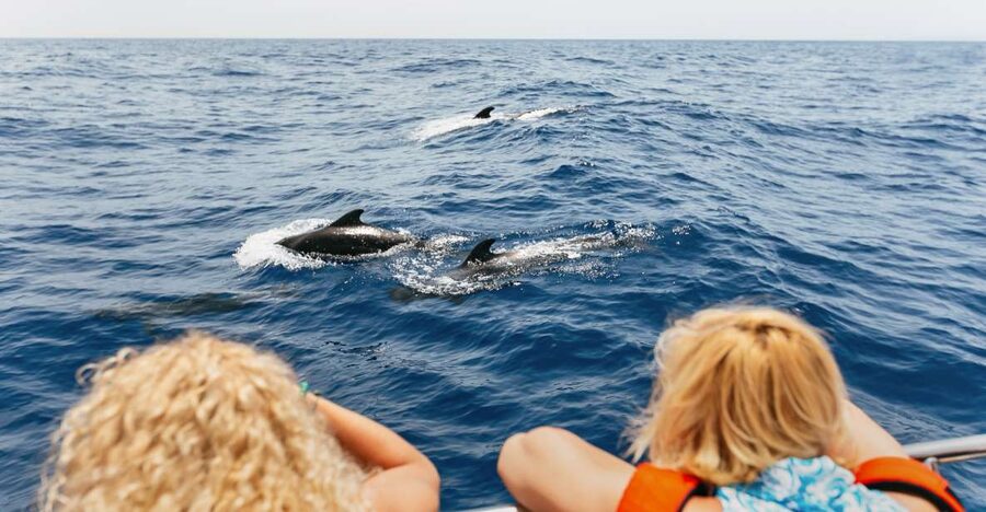 Costa Adeje: Whale Watching Catamaran Tour with Drinks - Key points to know before boarding