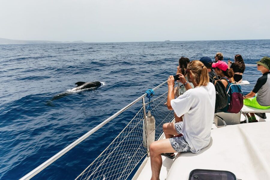 Costa Adeje: Whale Watching Catamaran Tour with Drinks - Choosing two hours or three