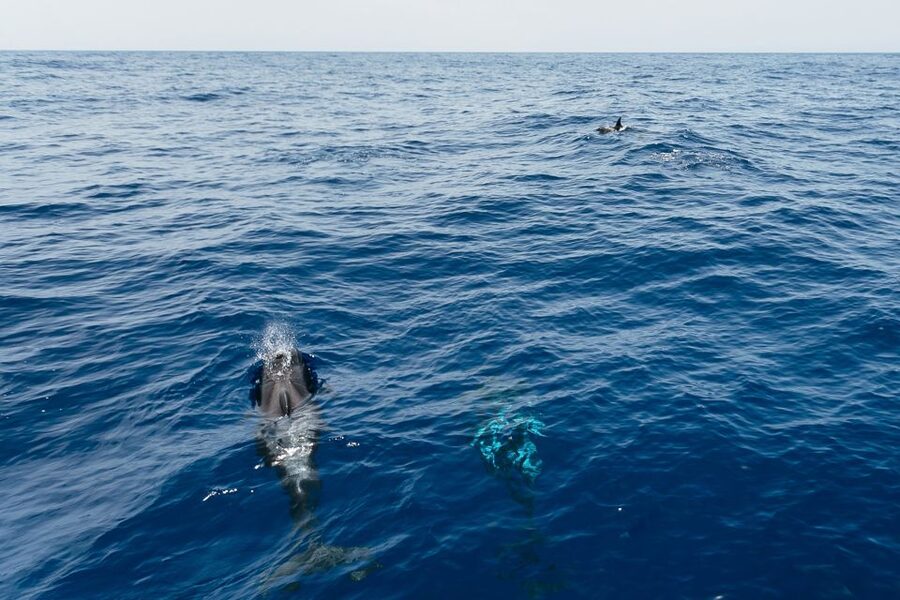Costa Adeje: Whale Watching Catamaran Tour with Drinks - Watching Tenerife’s resident pilot whales