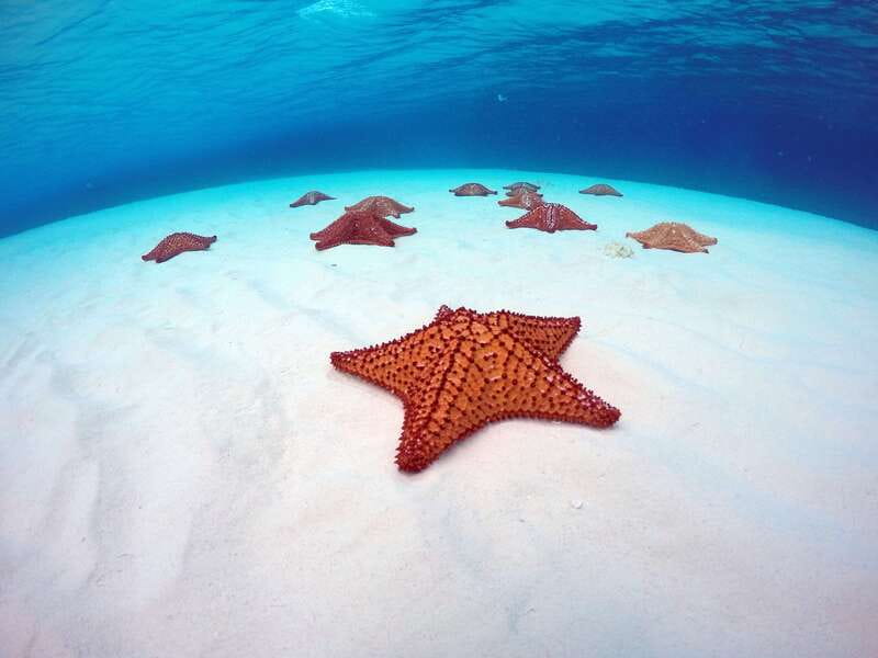 Cozumel: Catamaran, El Cielo Bay & Palancar Reef with Lunch - What the $98 Price Really Covers