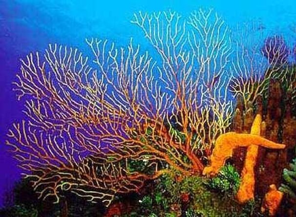 Cozumel Catamaran Experience with Snorkeling & Beach Club - Key points to know before you book
