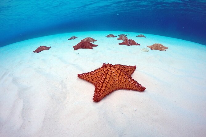Cozumel Catamaran Snorkel Tour: El Cielo & Palancar with lunch - Weather and cancellation details that matter