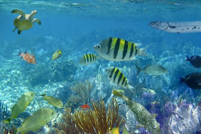 Culebra Snorkeling Tour by Catamaran from Fajardo - Beach time at Flamenco or Culebrita