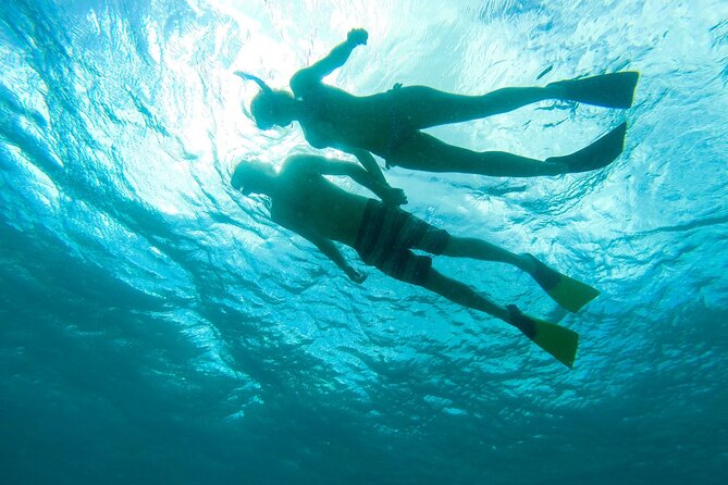 Deluxe Half-Day Snorkel Sail on Lady Grace Luxury Catamaran - What you may see at the reef