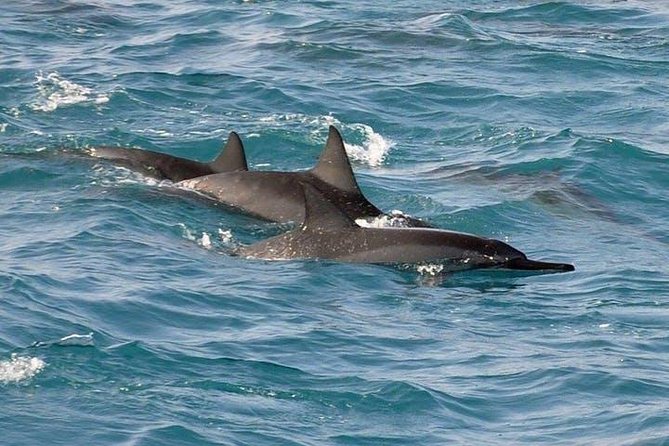Deluxe Snorkel & Dolphin Watch Aboard a Luxury Catamaran from Kailua-Kona - Dolphins and Whales Along the Gold Coast