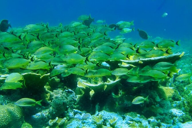 Discovering Isla Mujeres on a Double Decker Catamaran - Snorkeling at MUSA and the coral reef