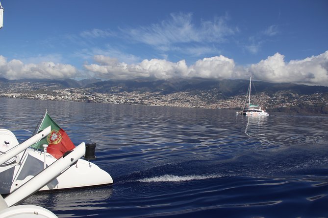 Dolphin and Whale Watching Catamaran Cruise from Funchal - How the three hours usually feel