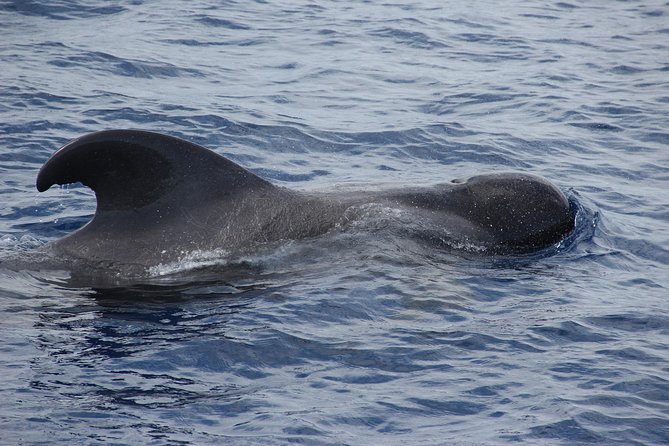 Dolphin and Whale Watching Catamaran Cruise from Funchal - Price and value at about $48.27
