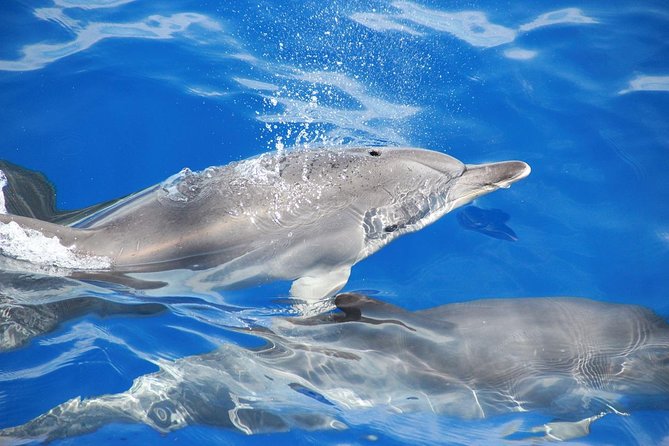 Dolphin and Whale Watching Catamaran Cruise from Funchal - Booking, cancellation, and weather details