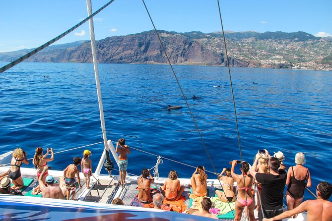 Dolphin and Whale Watching Catamaran Cruise from Funchal - Searching for dolphins and whales off Madeira
