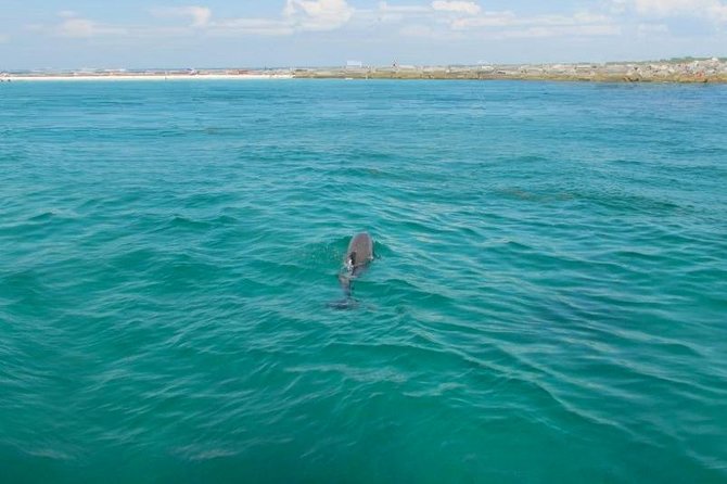 Dolphin Sightseeing Tour on the Footloose Catamaran - Who will enjoy Footloose most?