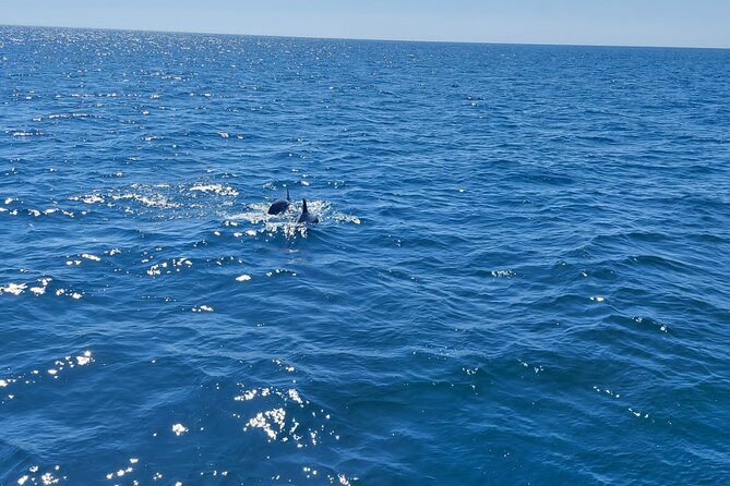 Dolphin trips on a catamaran - The catamaran, crew, and onboard mood