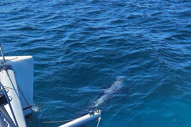 Dolphin trips on a catamaran - Two hours, $42.33, and what you get for the money