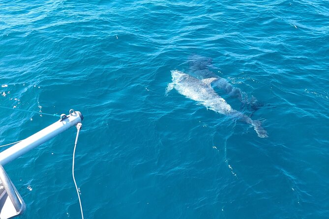 Dolphin trips on a catamaran - Weather, sailing, and the engine question